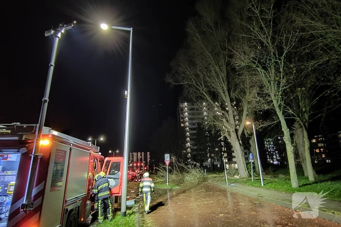 Grote tak breekt uit boom