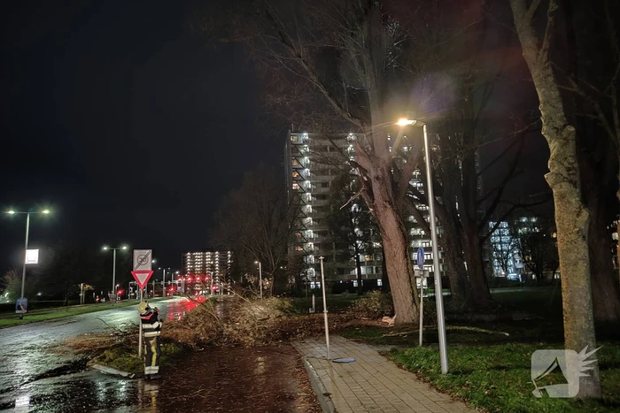 Grote tak breekt uit boom