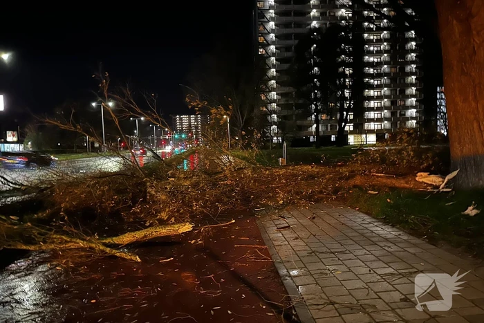 Grote tak breekt uit boom