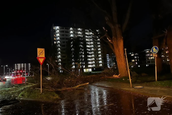 Grote tak breekt uit boom
