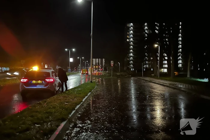 Grote tak breekt uit boom