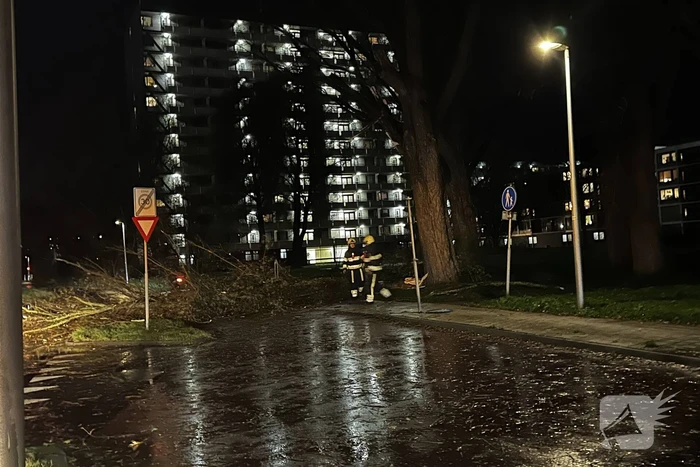 Grote tak breekt uit boom