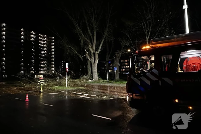 Grote tak breekt uit boom