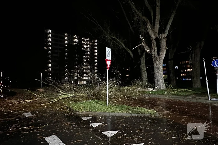 Grote tak breekt uit boom