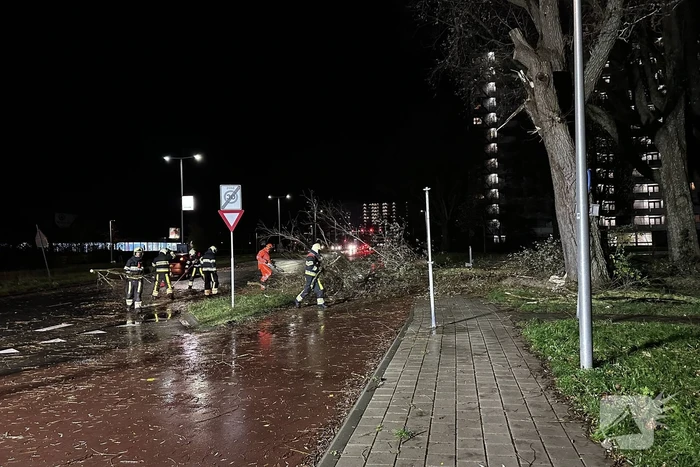 Grote tak breekt uit boom