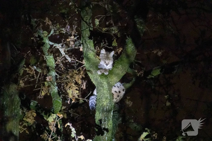 Brandweer ingezet voor vermiste serval