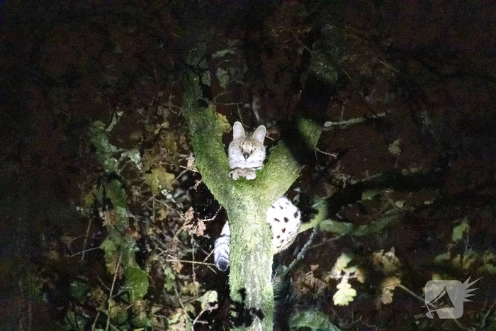 Brandweer ingezet voor vermiste serval
