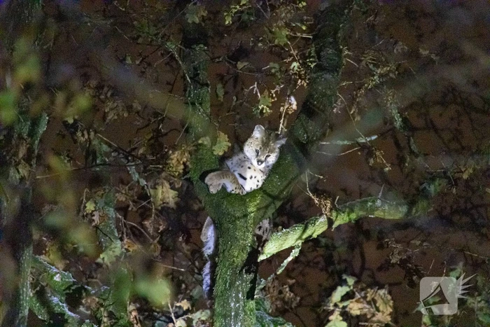 Brandweer ingezet voor vermiste serval