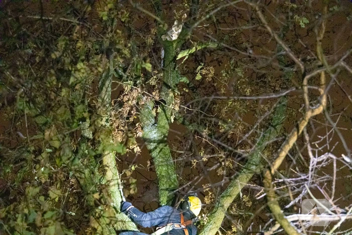 Brandweer ingezet voor vermiste serval