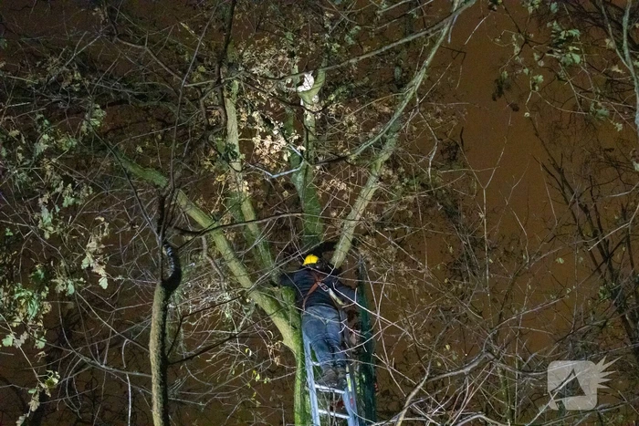 Brandweer ingezet voor vermiste serval