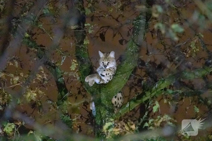 Brandweer ingezet voor vermiste serval