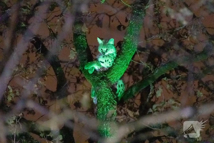 Brandweer ingezet voor vermiste serval