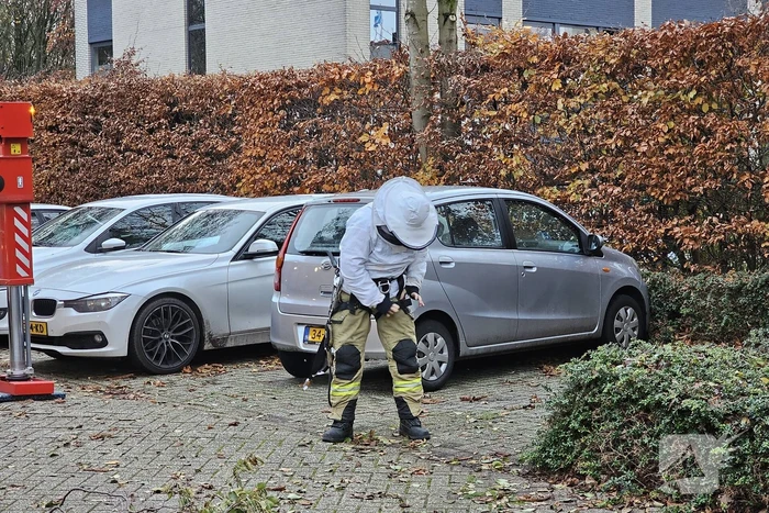 Nest Aziatische Hoornaars verwijderd met behulp van hoogwerker