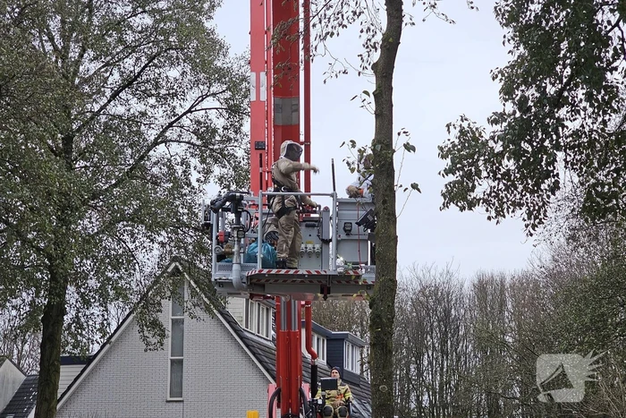 Nest Aziatische Hoornaars verwijderd met behulp van hoogwerker