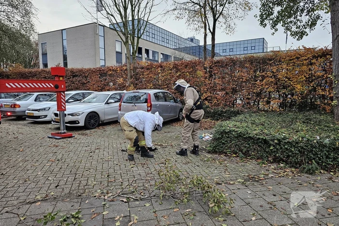 Nest Aziatische Hoornaars verwijderd met behulp van hoogwerker