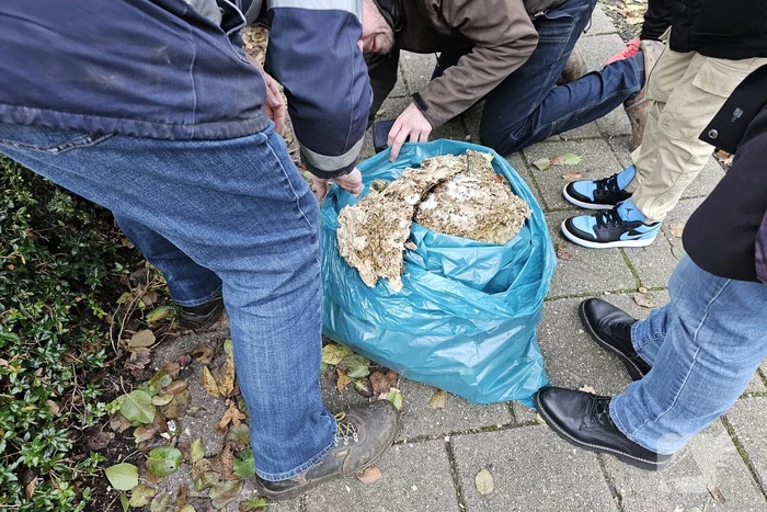 Nest Aziatische Hoornaars verwijderd met behulp van hoogwerker