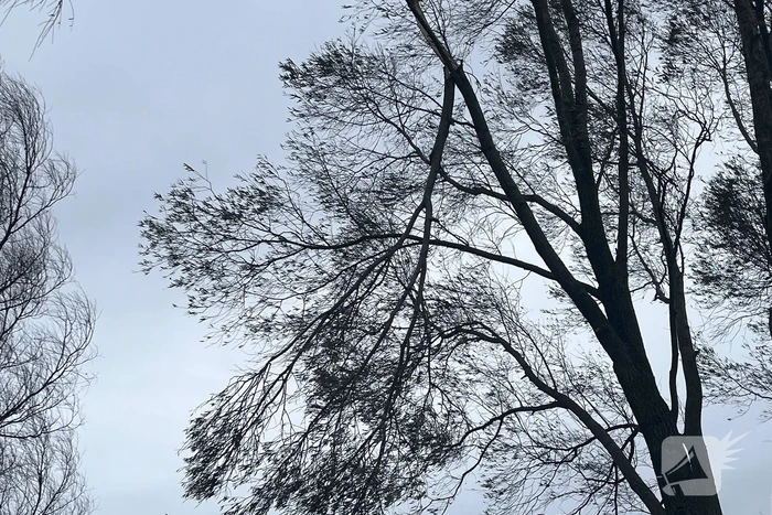 Grote tak dreigt uit boom te waaien