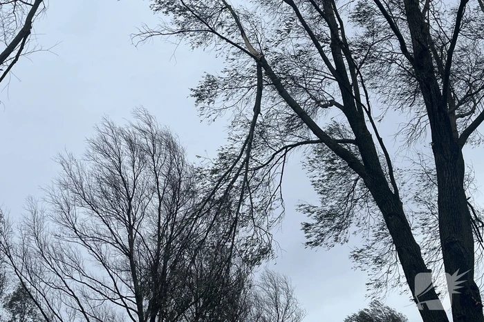 Grote tak dreigt uit boom te waaien