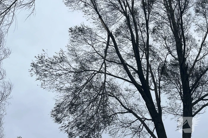 Grote tak dreigt uit boom te waaien