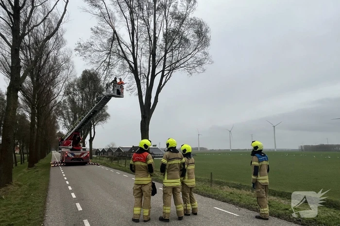 Grote tak dreigt uit boom te waaien