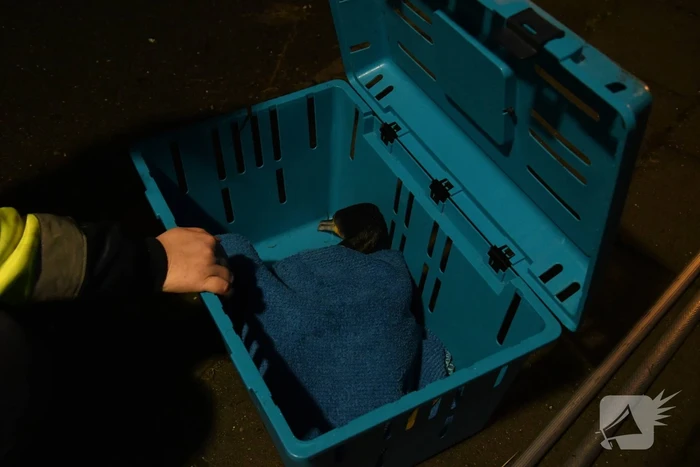 Aalscholver met klem om nek gered