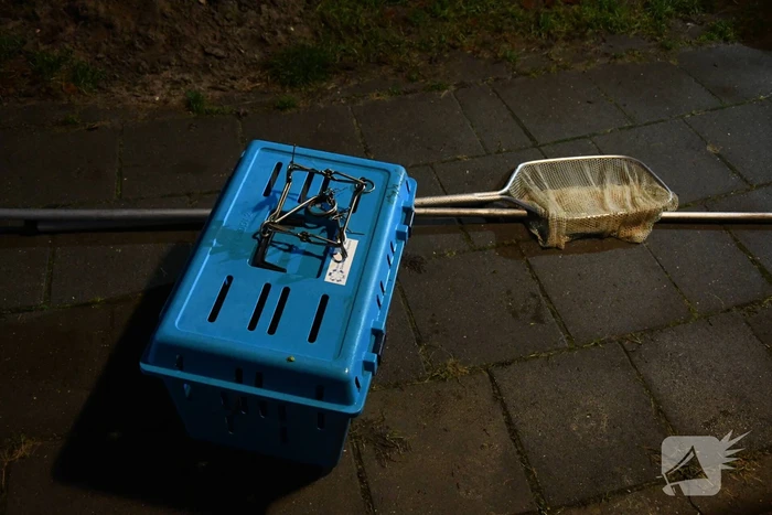 Aalscholver met klem om nek gered