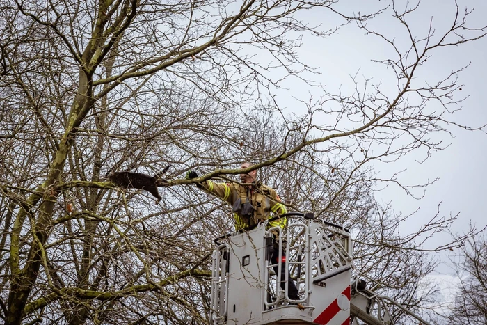 Kat springt uit hoge boom bij reddingsactie