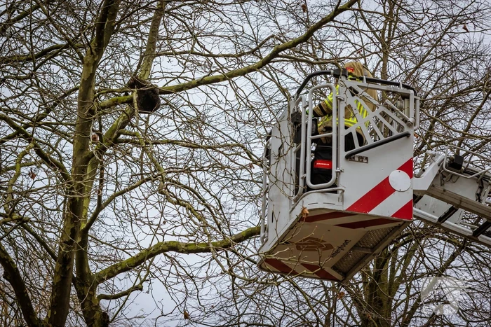Kat springt uit hoge boom bij reddingsactie