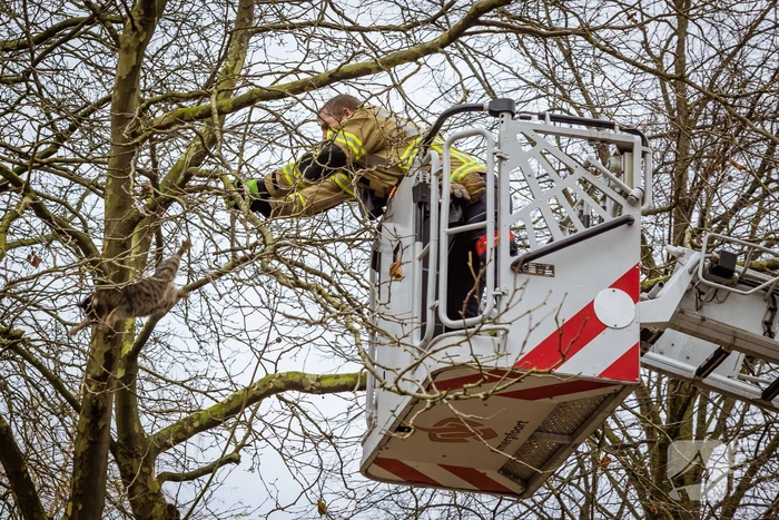 Kat springt uit hoge boom bij reddingsactie