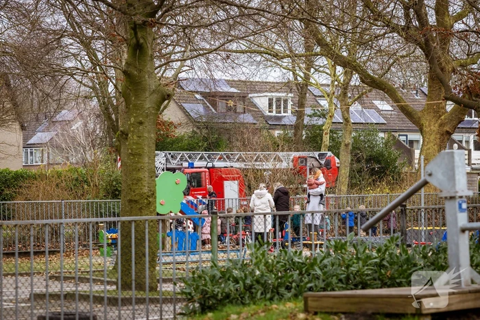 Kat springt uit hoge boom bij reddingsactie