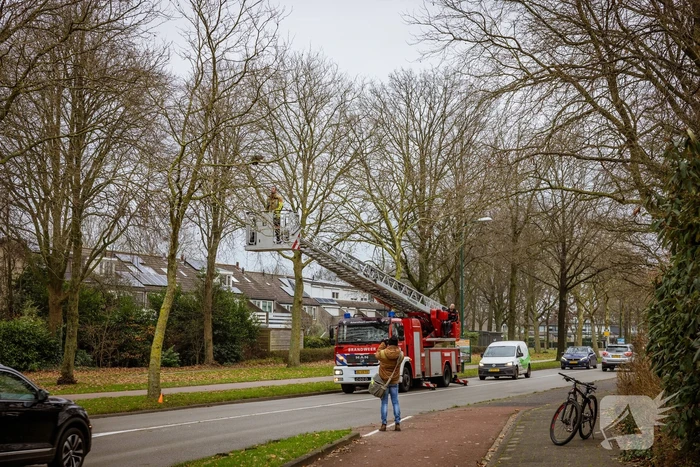 Kat springt uit hoge boom bij reddingsactie