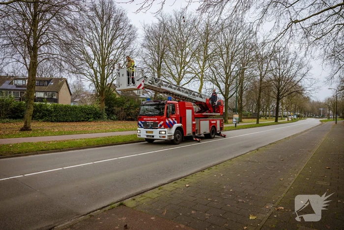 Kat springt uit hoge boom bij reddingsactie