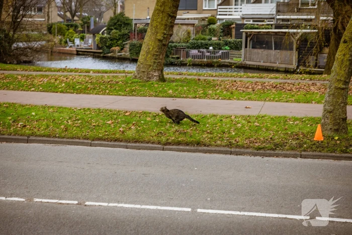 Kat springt uit hoge boom bij reddingsactie