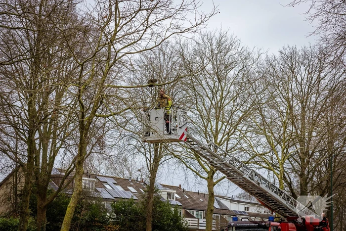 Kat springt uit hoge boom bij reddingsactie