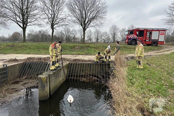 Brandweer bevrijdt vastzittende zwaan
