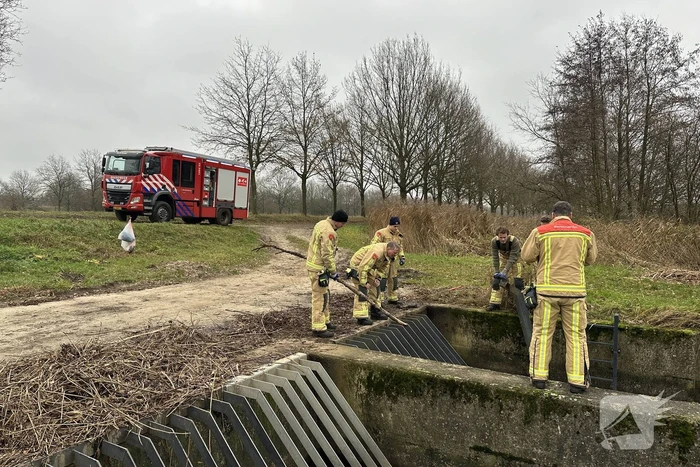 Brandweer bevrijdt vastzittende zwaan