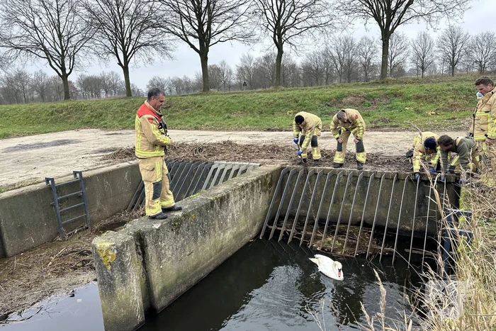 Brandweer bevrijdt vastzittende zwaan