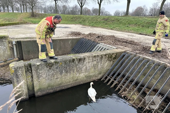 Brandweer bevrijdt vastzittende zwaan