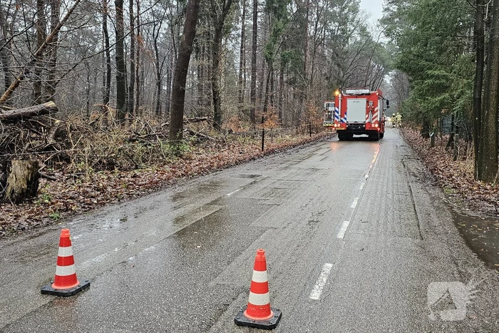 Twee bomen geveld door storm Pia