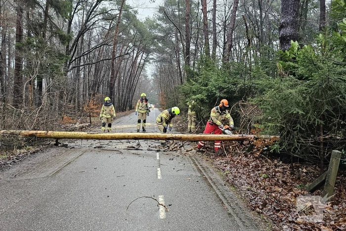 Twee bomen geveld door storm Pia