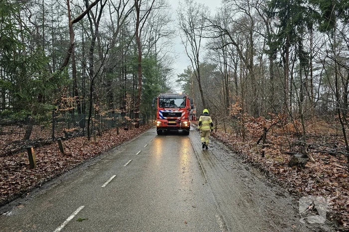 Twee bomen geveld door storm Pia