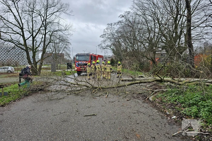 Boom dreigt op weg te vallen