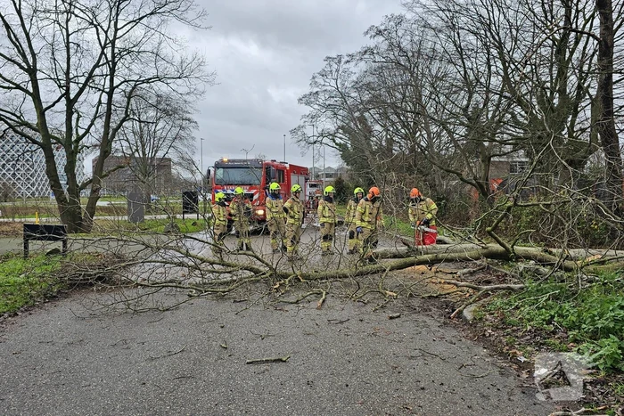 Boom dreigt op weg te vallen