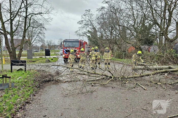 Boom dreigt op weg te vallen