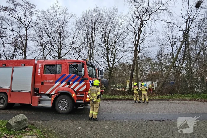 Boom dreigt op weg te vallen