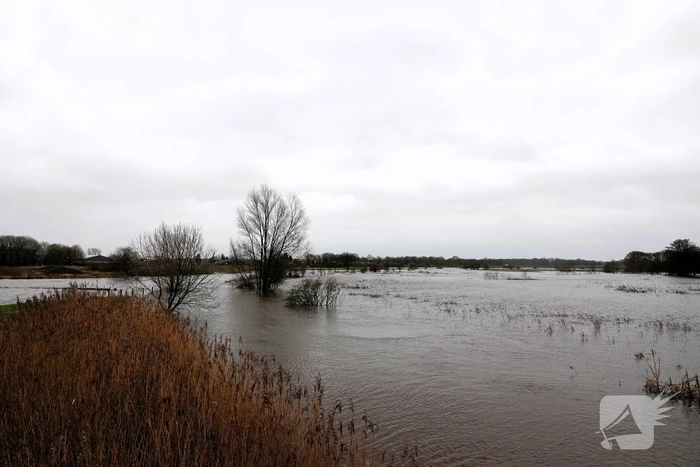 Hoogwater zet uiterwaarden van de Vecht onder water