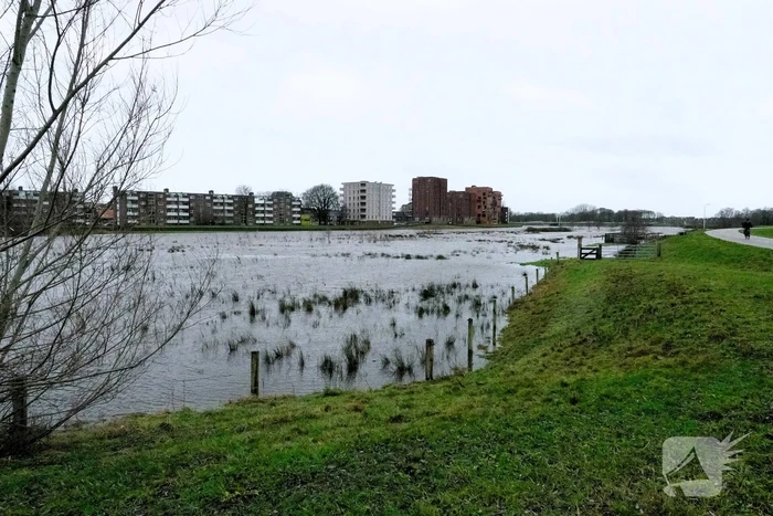 Hoogwater zet uiterwaarden van de Vecht onder water