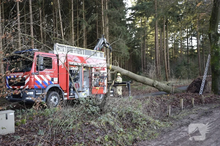 Groot materieel ingezet voor boom over fietspad