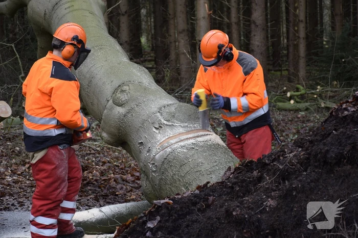 Groot materieel ingezet voor boom over fietspad