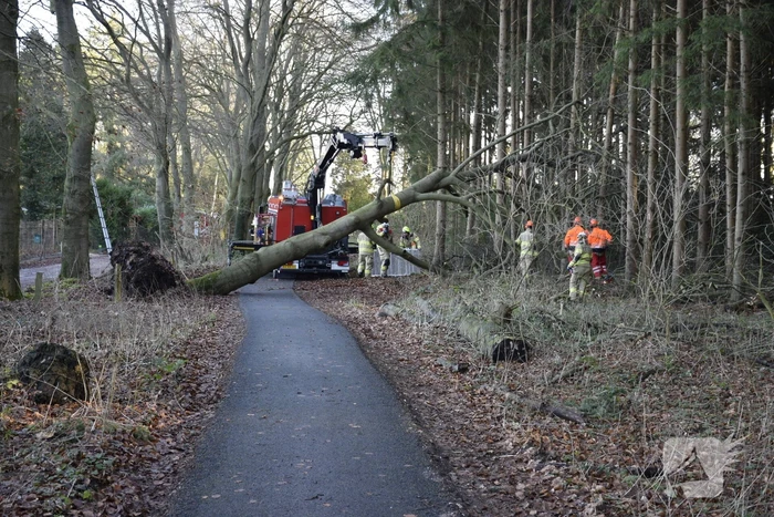 Groot materieel ingezet voor boom over fietspad